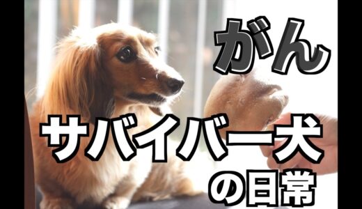 【元保護犬】健康は宝！体を気遣うプレゼントに歓喜！【カニンヘンダックスえびすの日常】