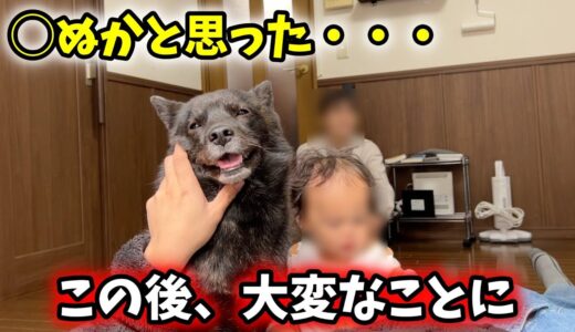 我が家で寝転がると、えらいことになります、、、【犬＋猫＋娘】