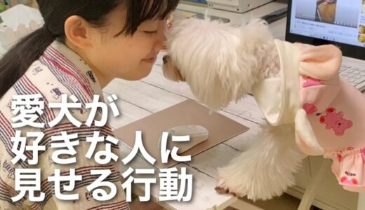 犬が好意を持っている人に見せる行動