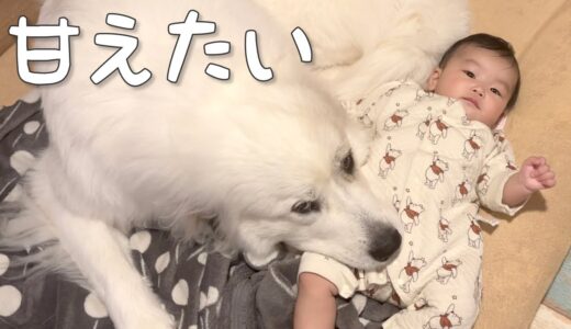 【泣かないで】生後5ヶ月の妹を泣きやます超大型犬の必殺技が可愛すぎました｜グレートピレニーズ