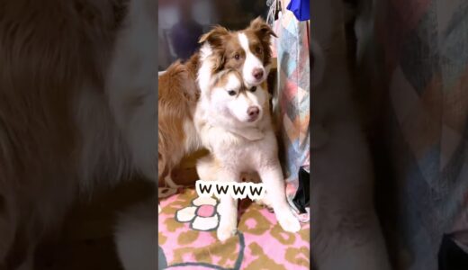 犬によって態度を変えるボーダーコリー #shorts