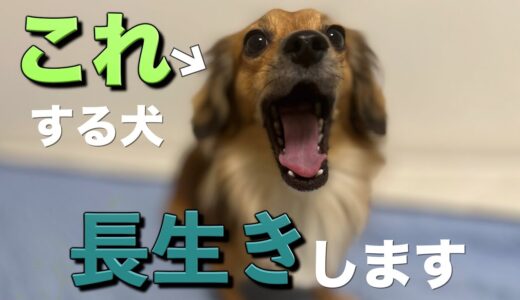 この行動をする犬は長生きします