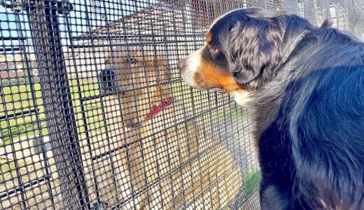 【事故】犬の幼稚園にいたゴールデンレトリバーの子犬が大変なことに…