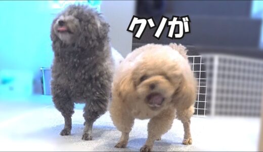 パパと犬の「待て」の練習の成果がこちらです