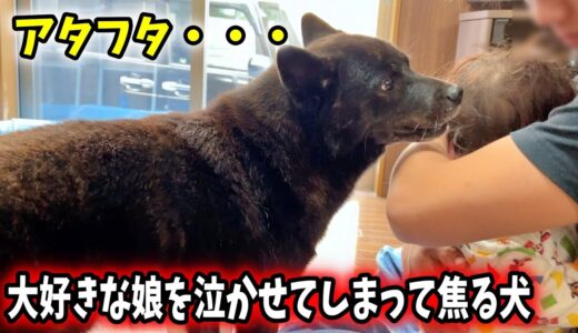 【アタフタ】大好きな娘を泣かせてしまって焦る愛犬