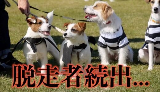 みんなで写真撮影したら自由すぎて脱走犬が続出しました/#ジャックラッセルテリア/#多頭飼い