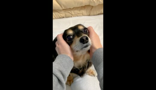 耳を塞いでも「ごはん」だけは聞き逃さない犬