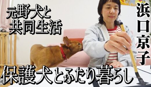 【保護犬を飼う】浜口京子が元野犬の糸とふたり暮らしをはじめました。