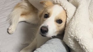 ママとパパで態度が違いすぎる犬がコチラ...【ボーダーコリー】