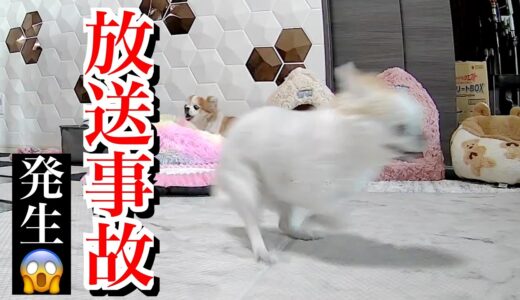 外からペットカメラで犬の様子を見た瞬間に衝撃が走りました！！！