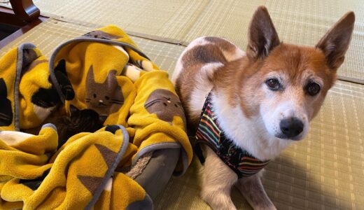 保護仔猫、犬ヨーゼフ￼と初対面！ヨーゼフの反応は￼⋯神対応すぎでした♡￼