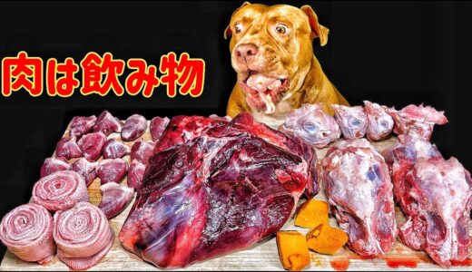 【閲覧注意ASMR】骨付き肉を噛み砕く犬の咀嚼音がクセになる