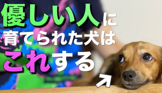 優しい人に育てられた犬は、この行動をします。