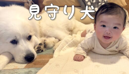 【可愛い】生後4ヶ月の妹の頑張りを眠気と戦いながらも見守る超大型犬｜グレートピレニーズ