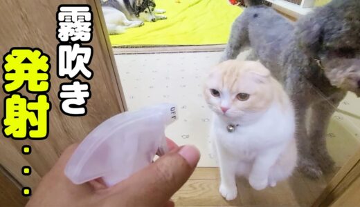 窓掃除を邪魔してくる子猫と犬に霧吹きを発射したらこうなった…笑