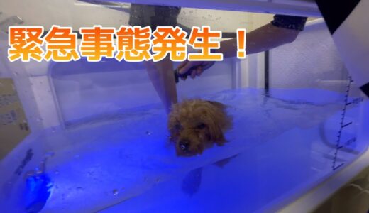 犬専用のマイクロバブル風呂に愛犬を連れて行ったら凄すぎた！　が【緊急事態発生】【トイプードル】