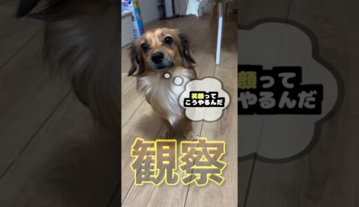 犬は飼い主に似てくるの？ #shorts