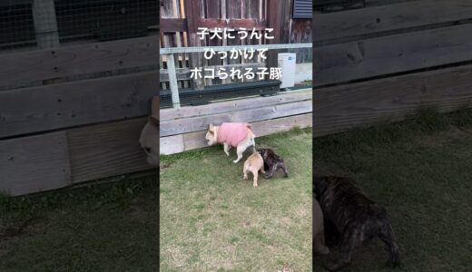 子犬にうんこひっかけてボコられるフレブルの母犬#フレンチブルドッグ #ブリーダー #赤ちゃん