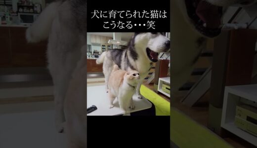 突然雷がなり子猫とハスキー犬がこうなりました...#shorts