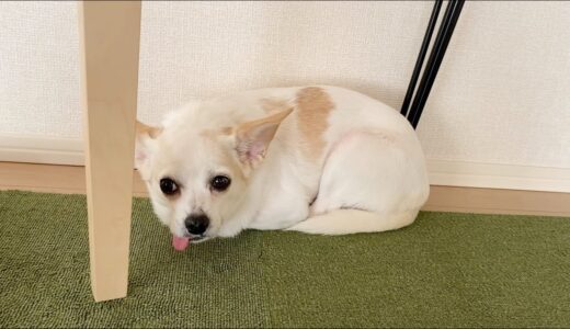 ビビりな保護犬が、自分から一歩踏み出した日。