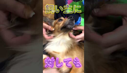 優しい人に育てられた犬だけがこの特徴を持ちます。 #shorts