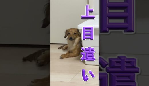 犬が離れたところから上目遣いをする理由が可愛すぎた！ #shorts