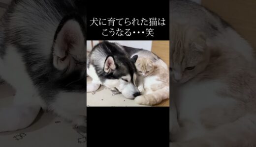 ハスキー犬を自分の親だと思ってる子猫がこちら...#shorts