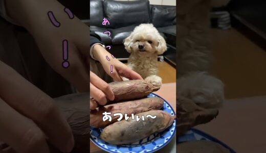 じいちゃんが作ったお芋を食べる犬 【関西弁でしゃべる犬】#322 A dog eating a potato made by grandpa 【Dog talking 】 #shorts