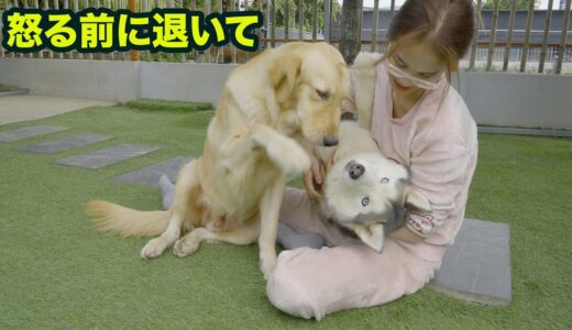 他の犬を可愛がっている飼い主を見た甘えん坊な犬の反応がこちらです