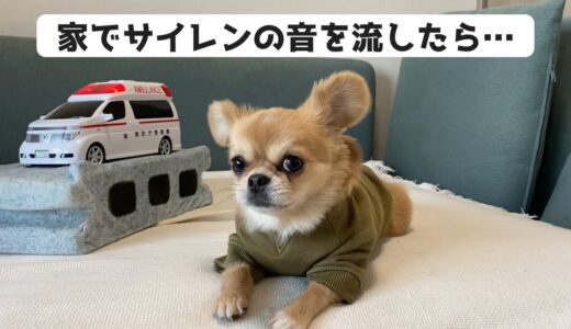 携帯でサイレン音を鳴らした結果【うわうわ犬】