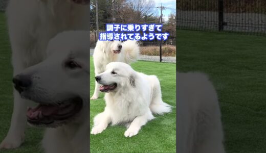 犬社会の上下関係を叩き込まれちゃう超大型犬 #shorts