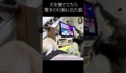 犬をナデてたら驚きの行動に出た子猫…#shorts