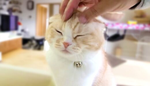 子猫のイタズラを偶然目撃してしまったハスキー犬と猫の反応がこちら