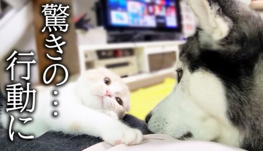 ハスキー犬を撫でて可愛がったら嫉妬した猫の行動に驚きました…