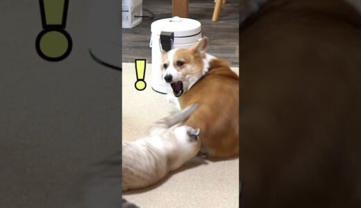 犬のプリケツに突撃して激怒される猫