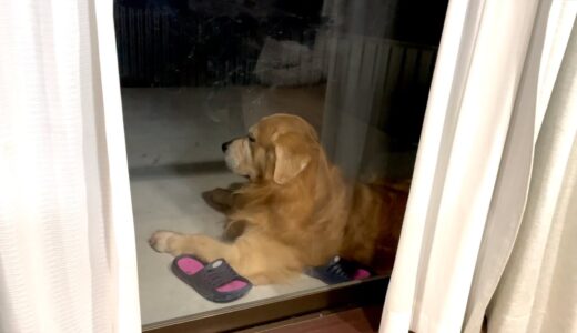 大好きな飼い主に怒られたショックで家の中に入ってこなくなった犬がこちらです。