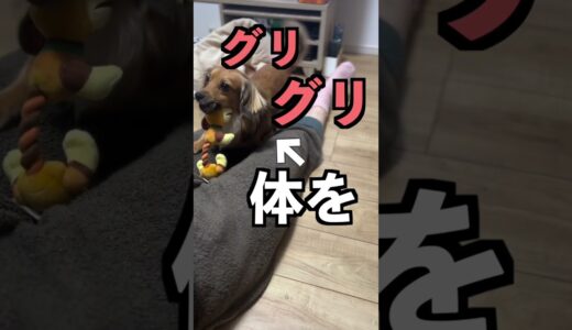 犬がこの行動をしてきたら大好きと言われてます。 #shorts