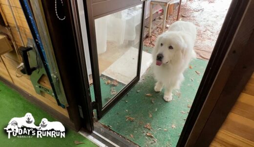 犬舎の気分じゃないので少しだけイヤイヤしたルンルンです　Great Pyrenees　グレートピレニーズ