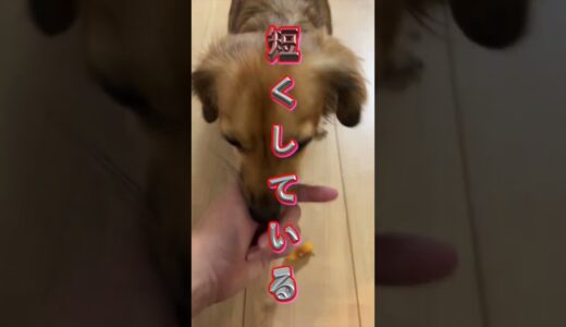 犬にこんな名前はつけるな！ #shorts