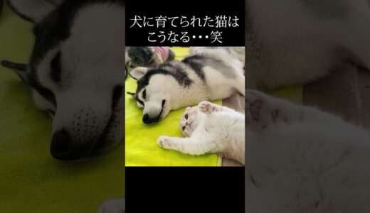 犬が育てた猫がこうなりました...#shorts