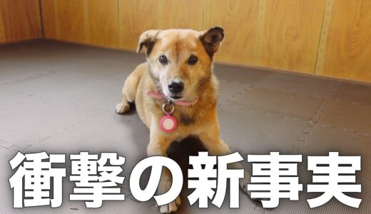 長年外飼いだった雑種犬コロちゃんの犬種がついに判明しました