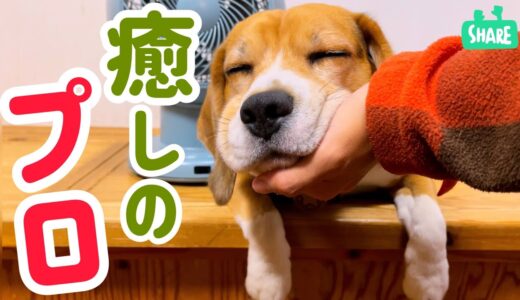 ビーグル犬に　癒されっぱなし90秒