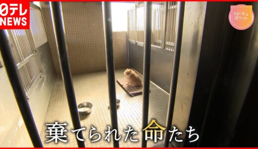 【NNNドキュメント】捨て犬と飼い犬… 命の行先決める人間の身勝手さ 　NNNセレクション