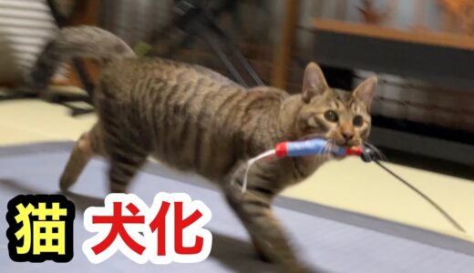 犬化が止まらない猫「投げて持ってくる遊び」をエンドレスで付き合う日々です