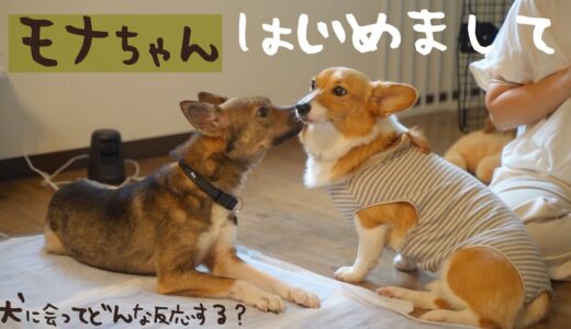 チャーリーに会いにコーギー犬モナちゃんが来てくれました