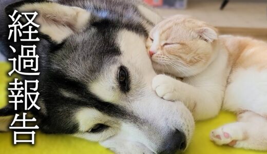 体調を崩したハスキー犬の様態について…