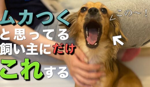 飼い主にムカついてる犬だけがこの行動をします