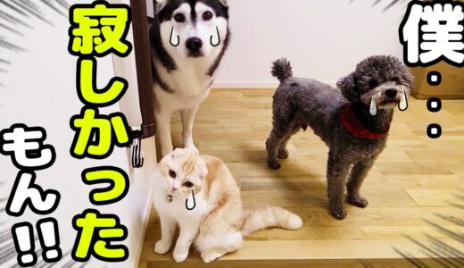 こっそり寝てる隙に外出して戻ると子猫と犬達が...