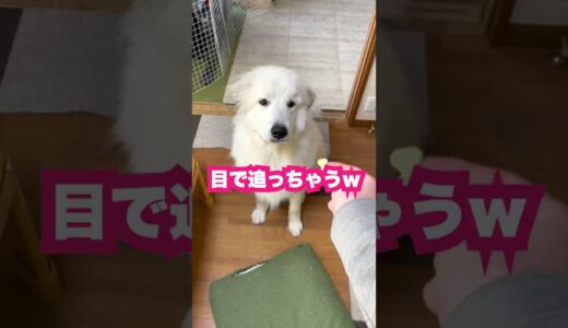 ついついオヤツを目で追っちゃう超大型犬が可愛い。。　#shorts