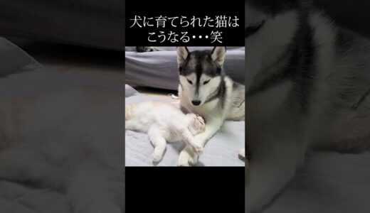 飼い主に叱られて犬に甘える子猫がこちら...#shorts